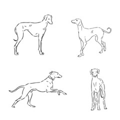 Azawakh,Azawakh dog vector sketch illustration