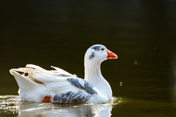 Image with the Snow goose swimming in the lake