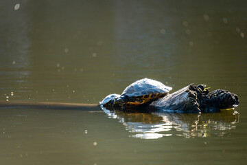 Fototapeta premium Two turtles sitting on a log in the water. Ideal for nature and wildlife themes