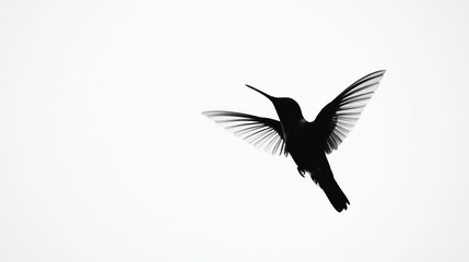 Fototapeta premium Hummingbird in Flight Silhouette