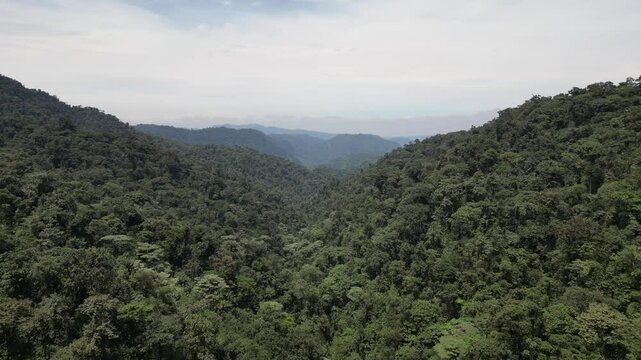 view of green tropical forest in a valley