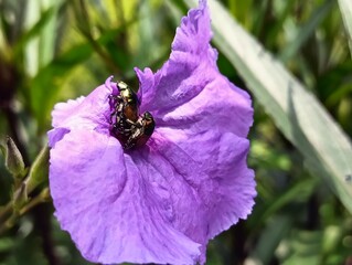 bee on flower