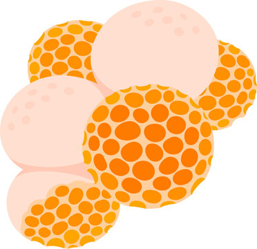 Dig&uuml;e&ntilde;e (Cyttaria espinosae) edible ascomycete fungus native to Chile and Argentina. Simple cartoon vector illustration.