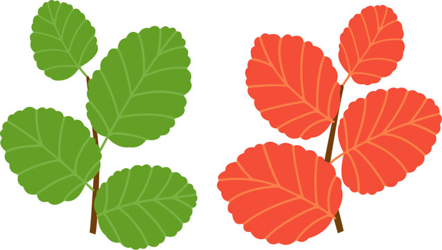 Lenga beech (Nothofagus pumilio) leaves, green and red. Native tree in Chile and Argentina. Vector illustration.
