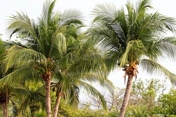 Fototapeta premium palm tree in the wind