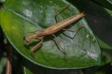 Praying mantis on a leaf