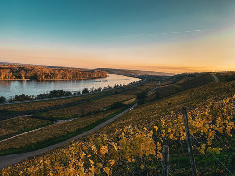 Weinberge am Rhein bei Nierstein im herbstlichen Sonnenuntergang