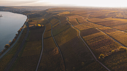Weinberge am Rhein bei Nierstein im herbstlichen Sonnenuntergang