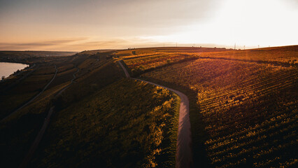 Weinberge am Rhein bei Nierstein im herbstlichen Sonnenuntergang