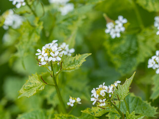 Blick auf blühende Pflanzen der Knoblauchrauke (Alliaria petiolata).
