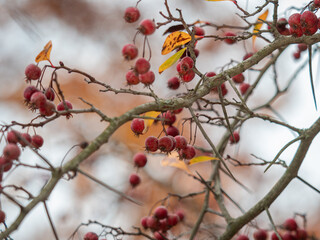 Mehrere Zweige des Hahnensporn-Weißdorns (Crataegus crus-galli) mit reifen, roten Früchten.