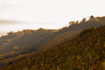 Weinberge am Rhein bei Nierstein im herbstlichen Sonnenuntergang