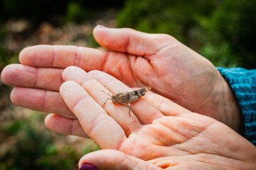 hand holding a grasshopper
