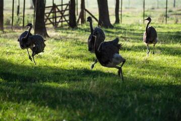 ostrich in the field