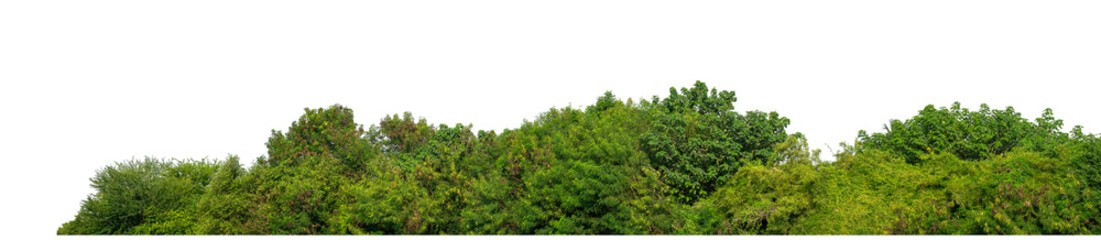 Green trees isolated are forest on transparent background.Forest and foliage in summer with cut path and alpha channel, high resolution..