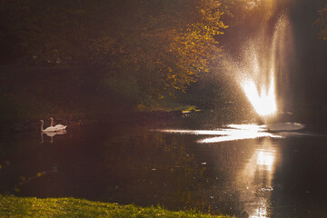 The beautiful scene in the autumn park. Contrast image with two white swan near waterfall. © Mariya