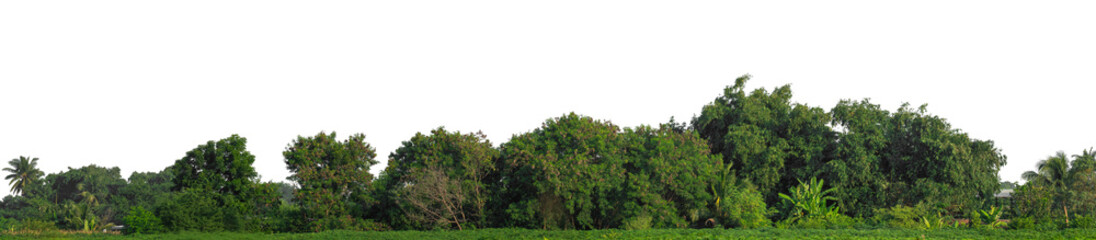 Obraz premium Green trees isolated are forest on transparent background.Forest and foliage in summer with cut path and alpha channel, high resolution..