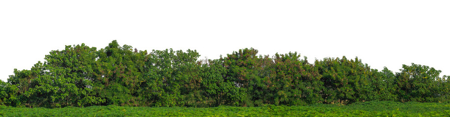 Green trees isolated are forest on transparent background.Forest and foliage in summer with cut path and alpha channel, high resolution..