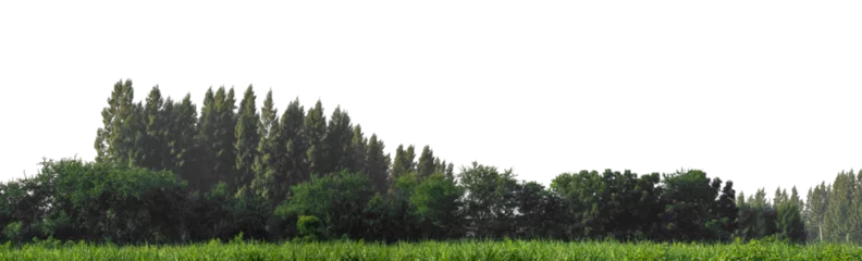 Fototapete Rund Bäume Green trees isolated are forest on transparent background.Forest and foliage in summer with cut path and alpha channel, high resolution..  © Gassenee