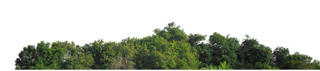 Green trees isolated are forest on transparent background.Forest and foliage in summer with cut path and alpha channel, high resolution.