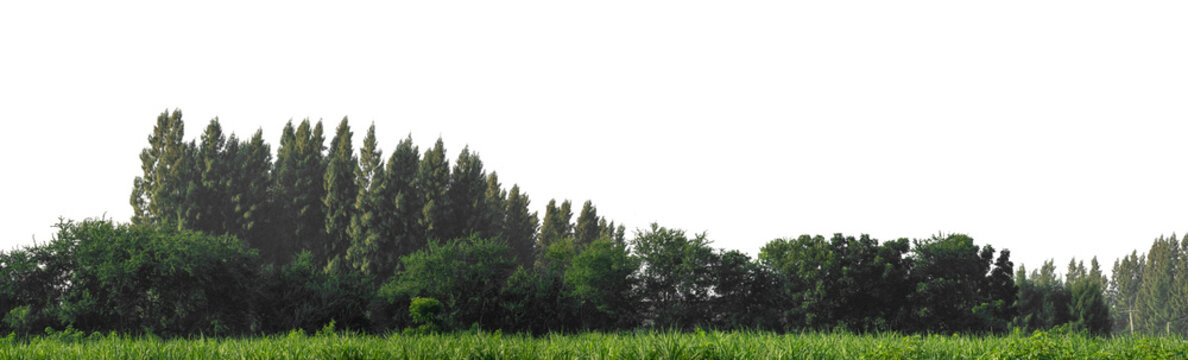 Fototapeta Green trees isolated are forest on transparent background.Forest and foliage in summer with cut path and alpha channel, high resolution..