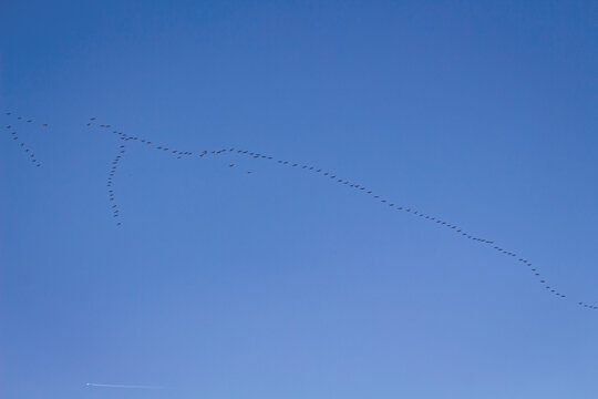 Schwarm von Zugv&ouml;geln auf dem Weg in den S&uuml;den