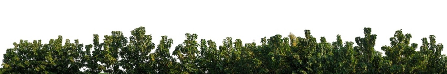 Green trees isolated are forest on transparent background.Forest and foliage in summer with cut path and alpha channel, high resolution.