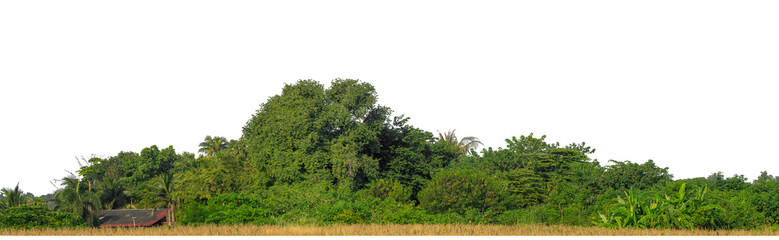 Fototapeta premium Green trees isolated are forest on transparent background.Forest and foliage in summer with cut path and alpha channel, high resolution.