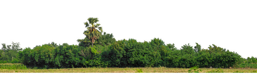 Green trees isolated are forest on transparent background.Forest and foliage in summer with cut path and alpha channel, high resolution.