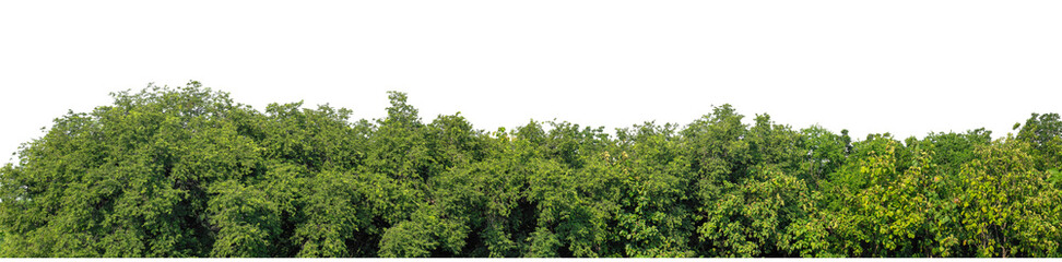 Green trees isolated are forest on transparent background.Forest and foliage in summer with cut path and alpha channel, high resolution.