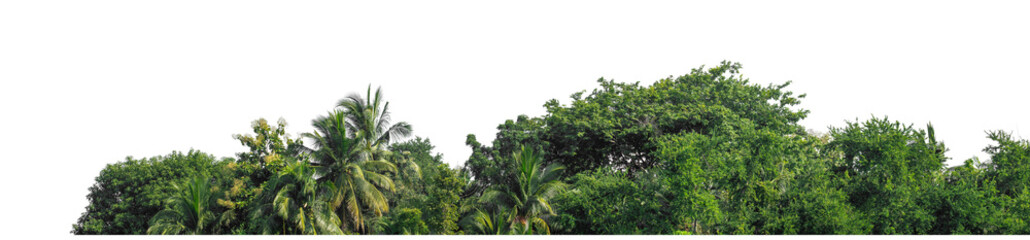 Green trees isolated are forest on transparent background.Forest and foliage in summer with cut path and alpha channel, high resolution.