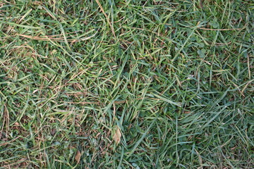 Close up of grass and clover