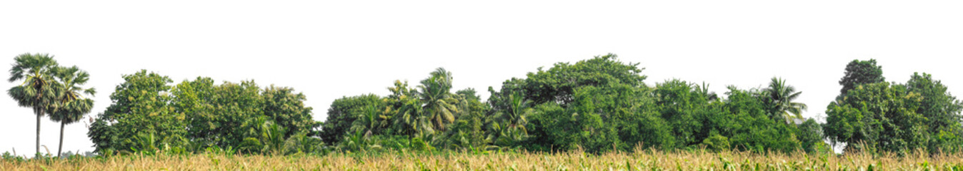 Green trees isolated are forest on transparent background.Forest and foliage in summer with cut path and alpha channel, high resolution.