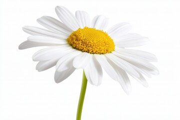 Close-up of a beautiful white daisy flower against a white background.