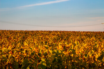 Weinreben im Herbst bei Sonnenuntergang