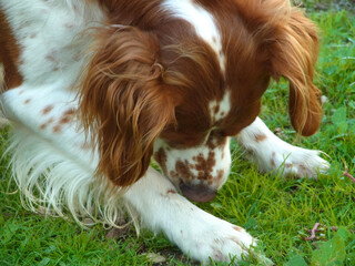 Spaniel breton