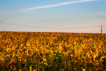Weinreben im Herbst bei Sonnenuntergang