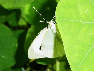 Farfalla