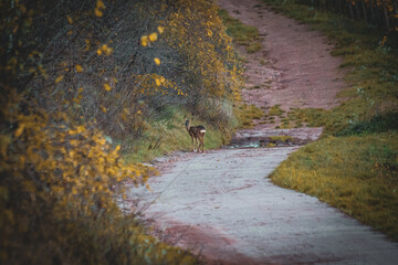 Rehe auf einem Feldweg zwischen Weinreben in der Natur