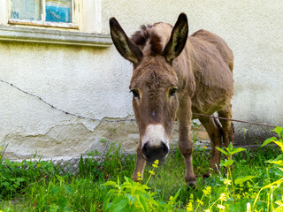 Donkey in front of an abandoned house in the Fore-Balkan Bulgarian village of Debnevo