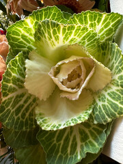 The flower shown is an ornamental cabbage (Brassica oleracea), known for its vibrant green and...