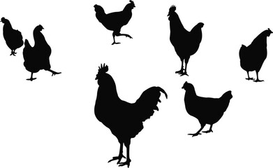 seven chicken body silhouette vector