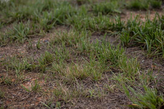 close up of green patchy partly dead grass lawn or backyard with copy space