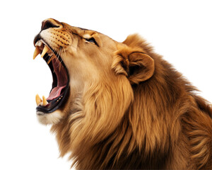 Roaring lion, fierce expression, transparent or white isolate background