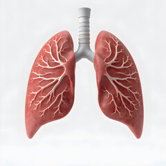 Human lungs, realistic anatomical model. Internal organs isolated on white background. 3D illustration for medical applications.