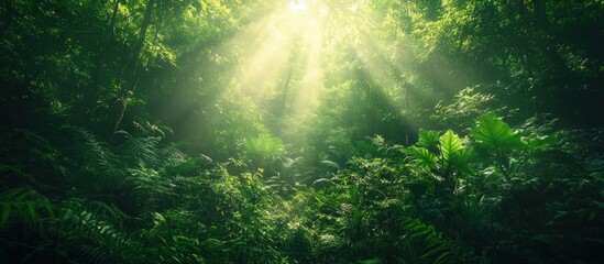 Fototapeta premium Sunlight breaks through the dense canopy of a lush green forest.
