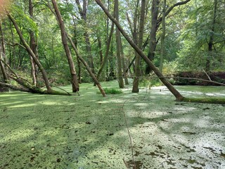 flooded forest, river