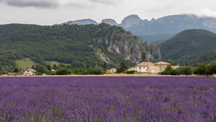 Champs de lavande