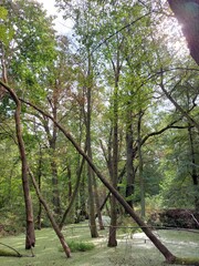 flooded forest, river