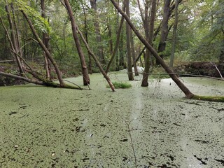 flooded forest, river